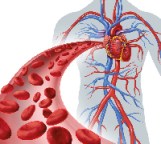 Vascular Surgery