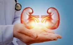kidneys-Hydrate kidneys-Hydrate
