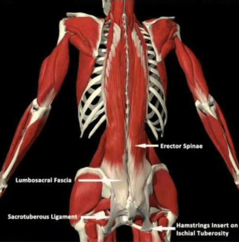 Ortho 4