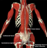 Ortho-4 Ortho-4